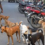 விசர்நாய்க்கடி அச்சுறுத்தல்..!