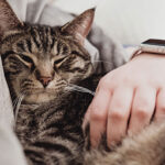 நீர்வெறுப்பு நோய் பரவல் அதிகரிப்பு..!